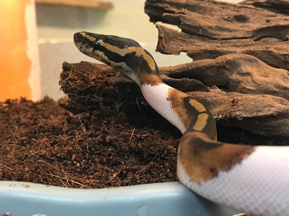 Worst People On Earth facts 