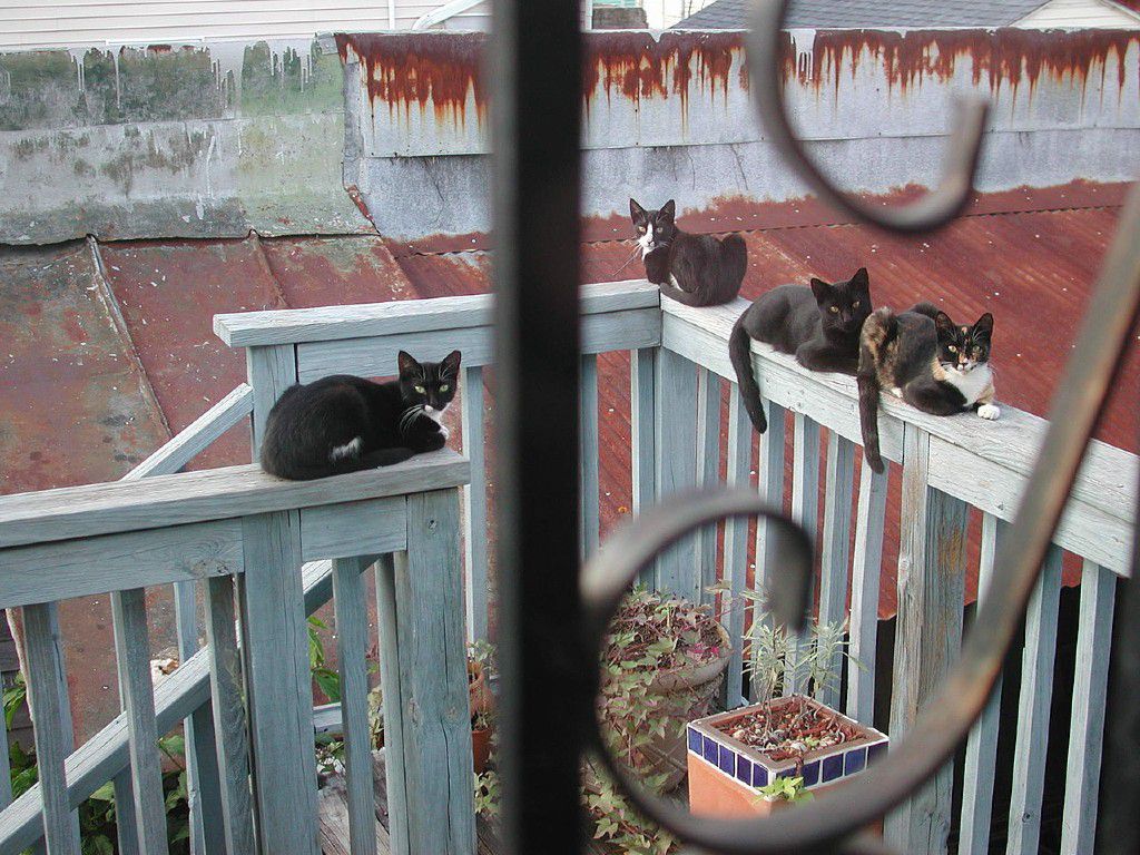 1280px-Feral_or_stray_cats_in_New_Orleans_-a.jpg.optimal.jpg