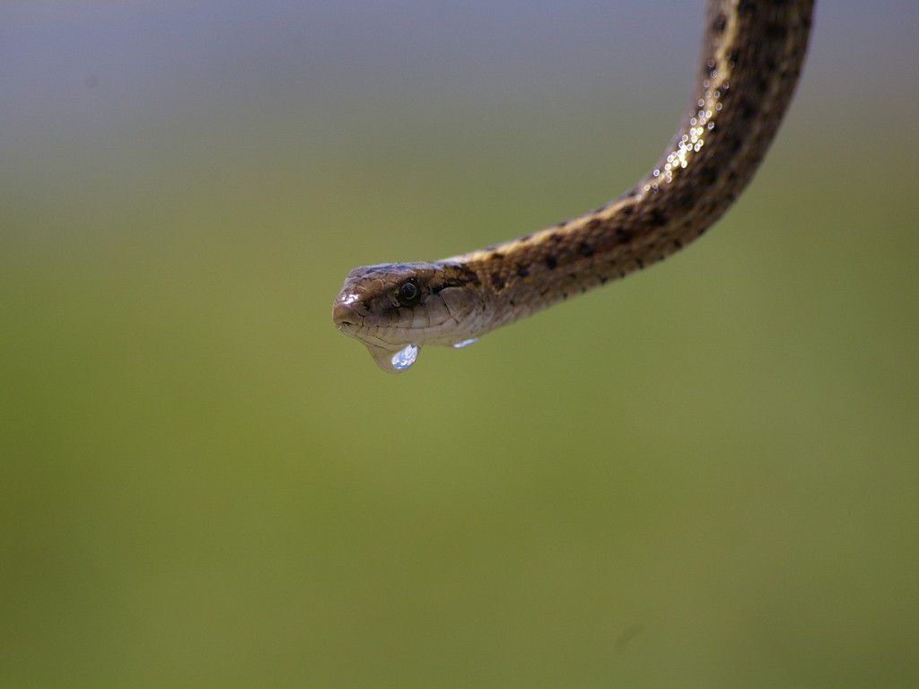 garter-snake-2794025_1280.jpg.optimal.jpg