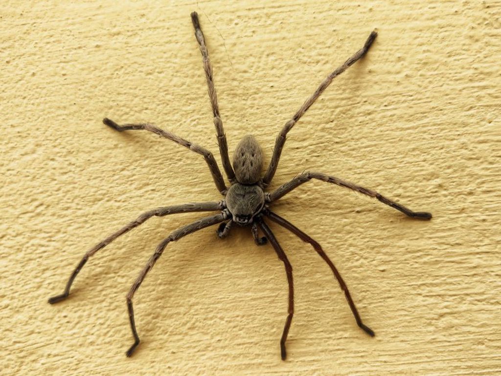 resizeHuntsman-Spider-Budhha-temple-nubra-287145-pixahive-1024x673-1.jpg.optimal.jpg
