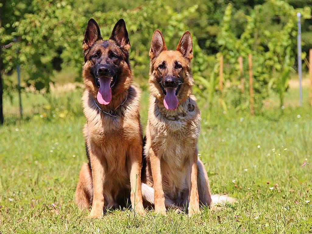 resizedogs-homemade-animals-german-shepherd.jpg.optimal.jpg