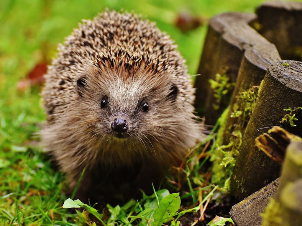 resizehedgehog-child-1759027-1024x709-1.jpg.optimal.jpg
