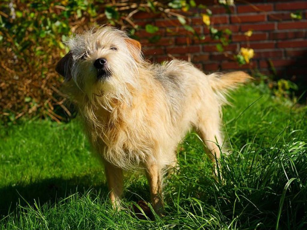 resizewhite-and-brown-long-coated-small-dog-on-green-grass-field-during-daytime-768x692-1.jpg.optimal.jpg