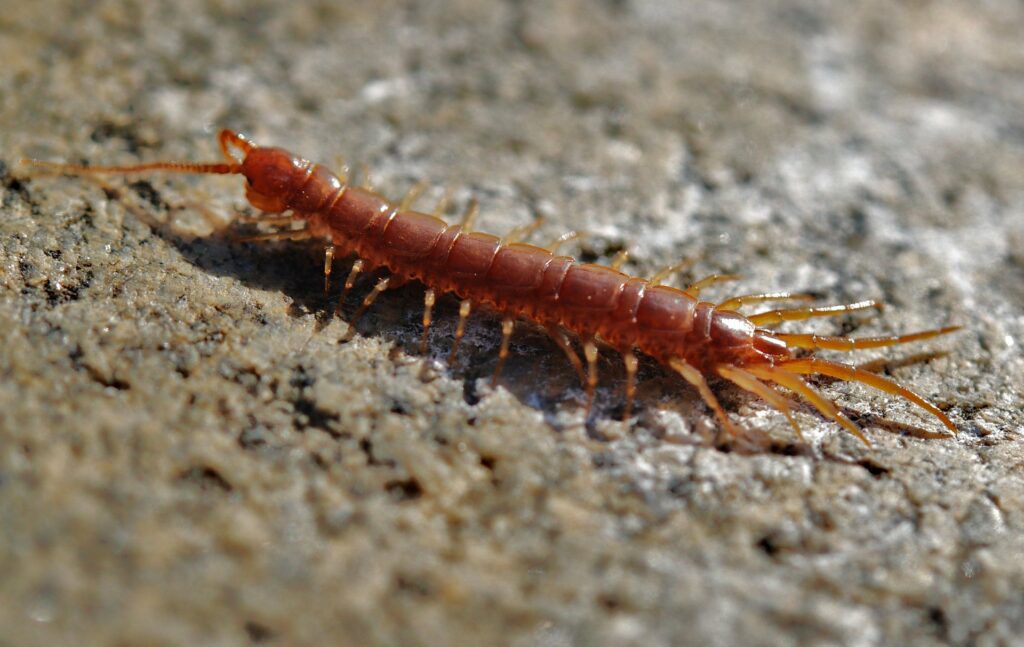centipede-8695_1920-1024x647.jpg.optimal.jpg