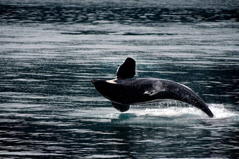 killer_whale_orca_breaching_jumping_ocean_mammal_animal_sea-791331-1-768x511-1.jpg.optimal.jpg