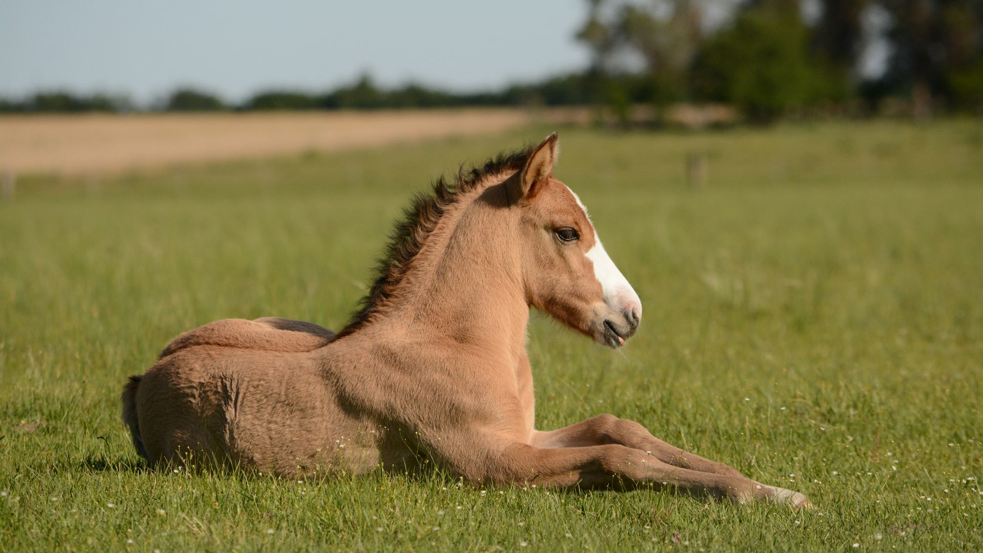 horse in grass