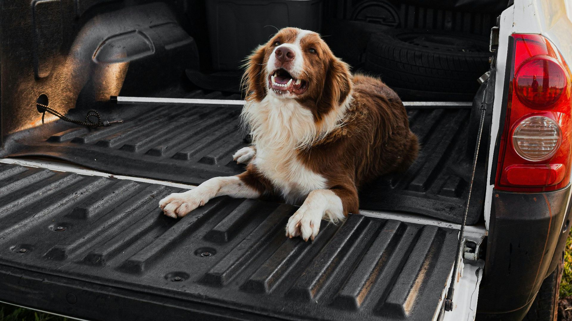 Guilherme Stecanella