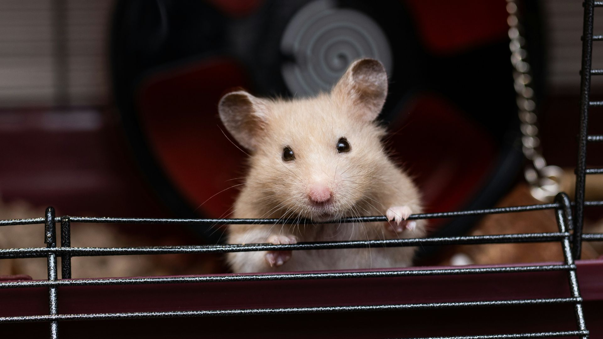 a white mouse in a cage