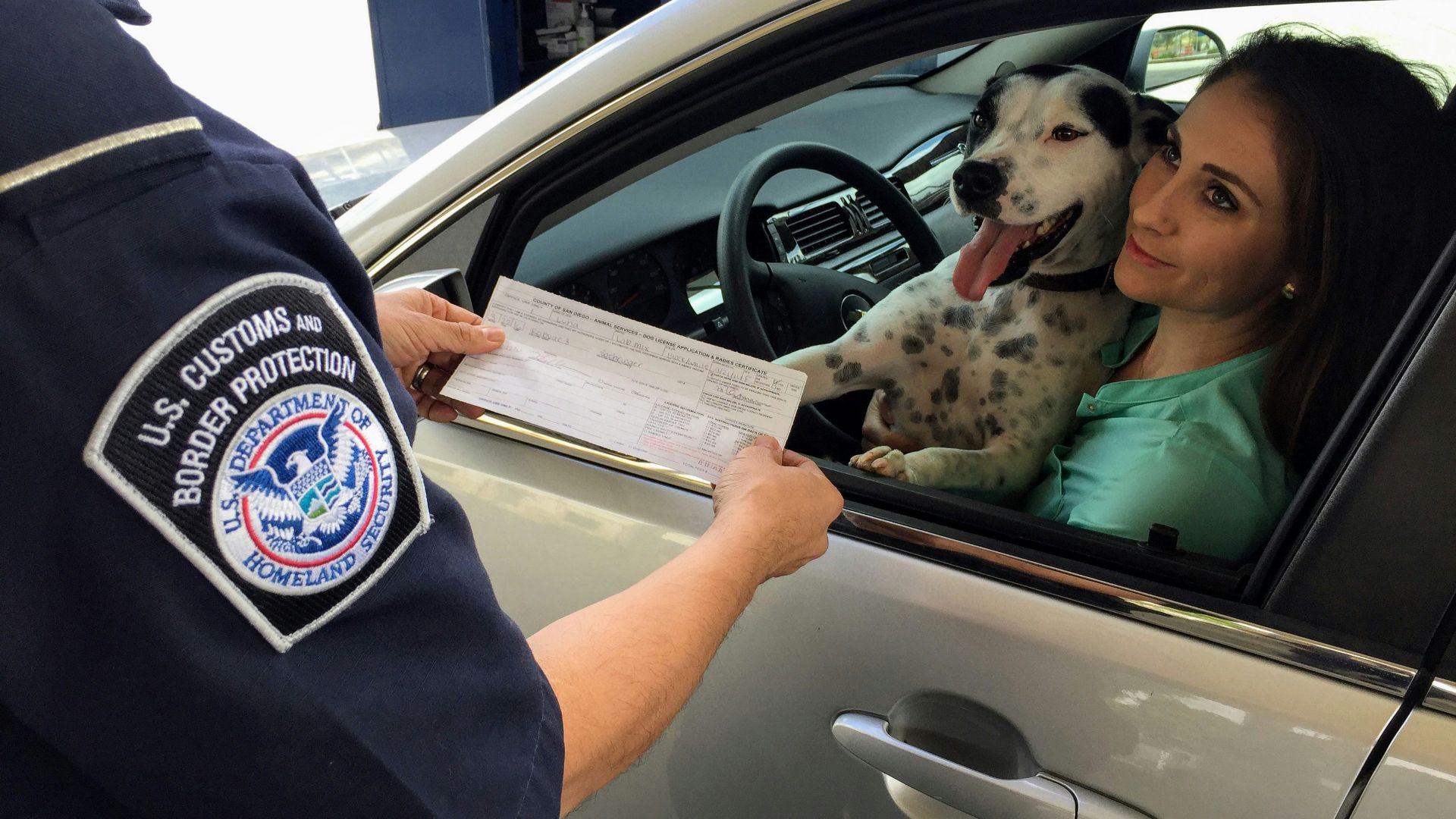 woman in green shirt holding white and black short coated dog