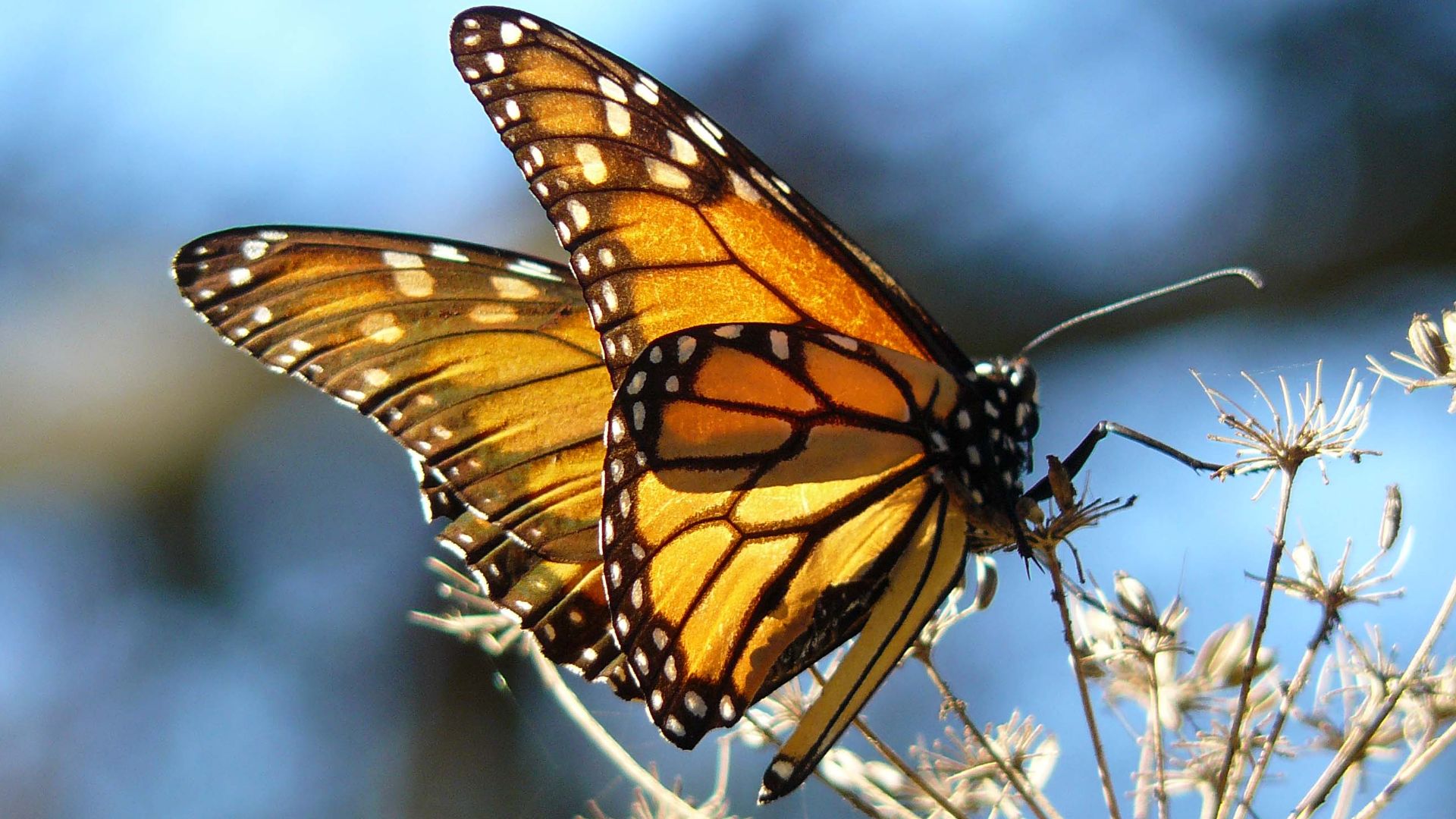 File:Monarch Butterfly resting on fennel, at the Pismo Butterfly Grove, California.jpg