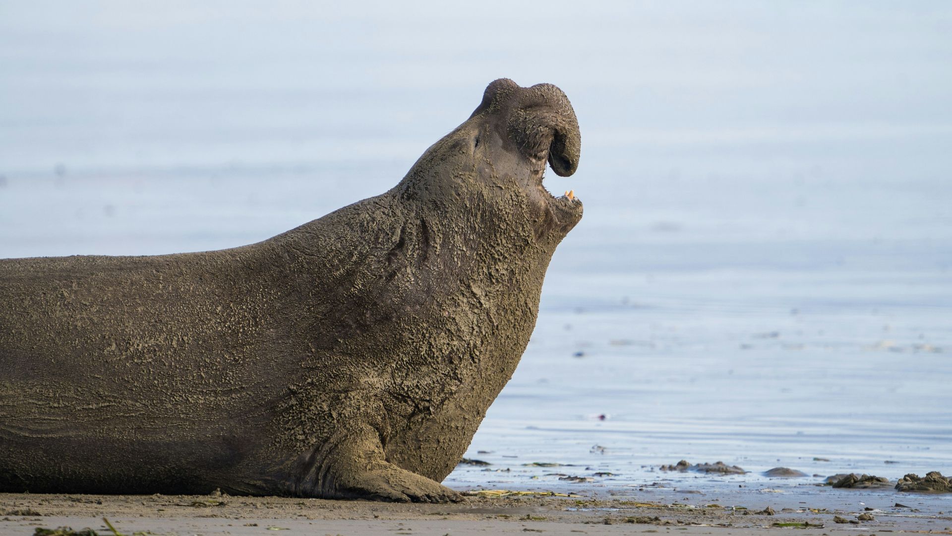 a seal sitting on the beach next to the ocean