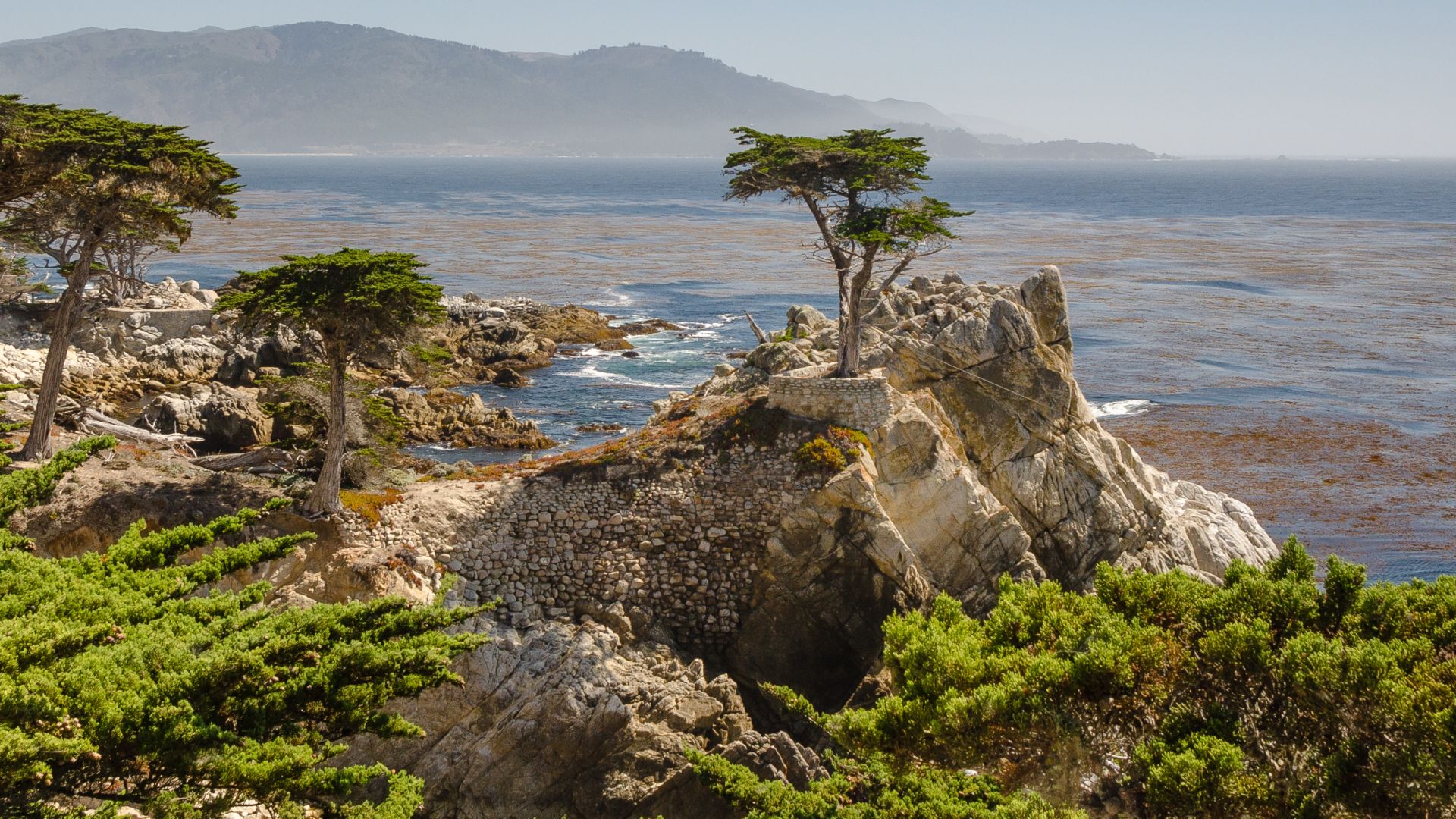 File:Lone Cypress 17-Mile Drive 2013.jpg