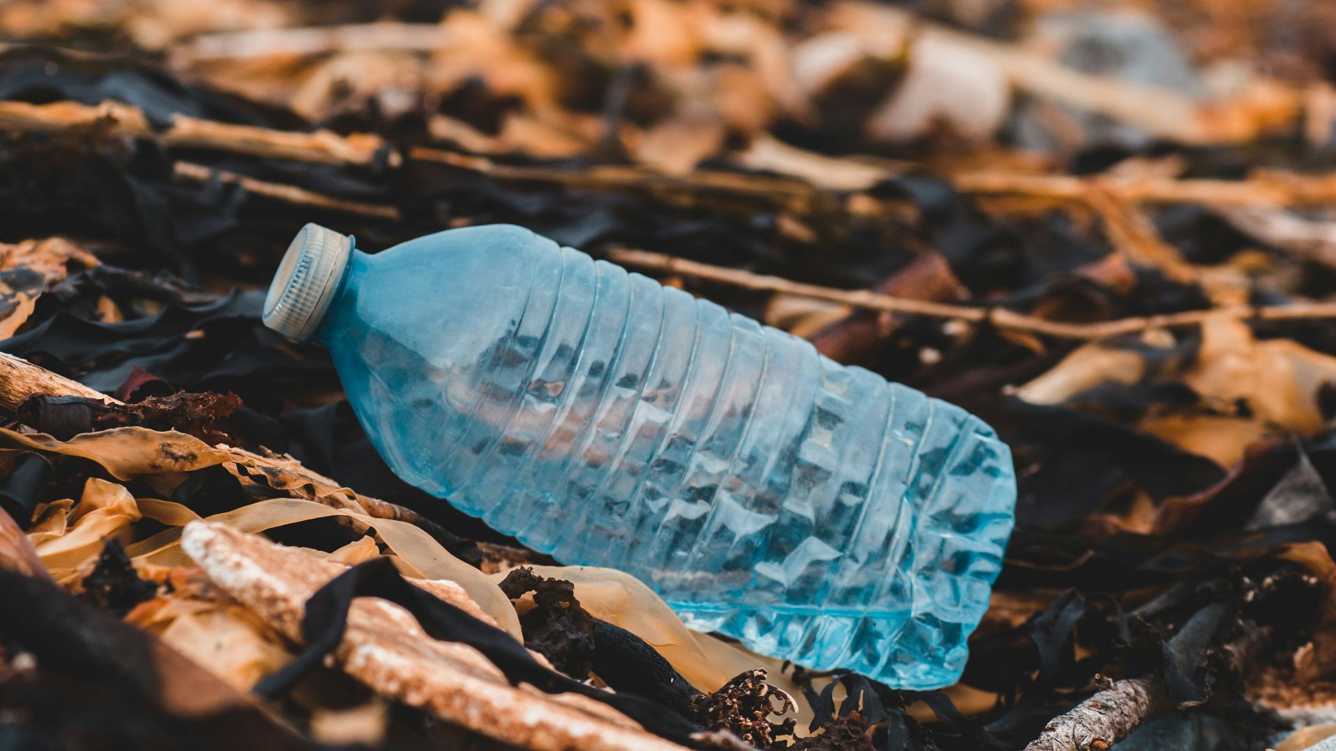 blue plastic bottle on brown dried leaves