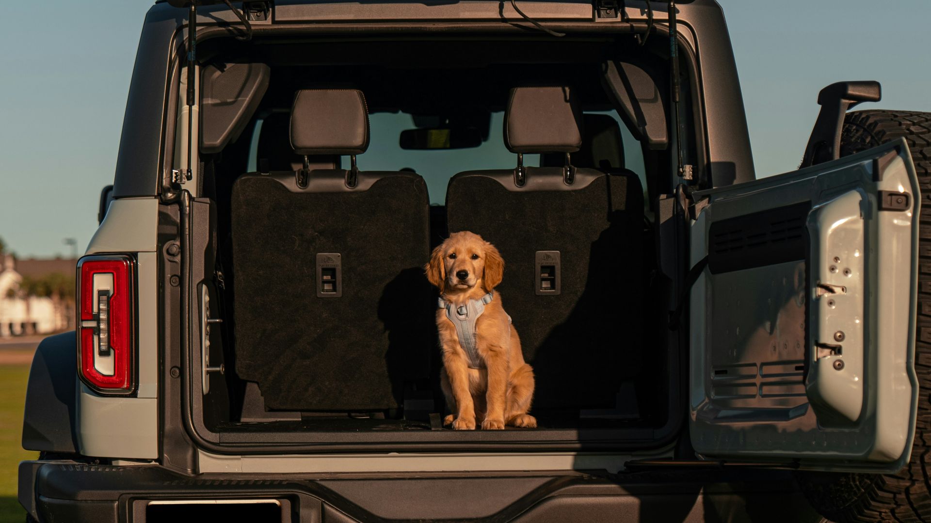 a dog sitting in the back of a truck