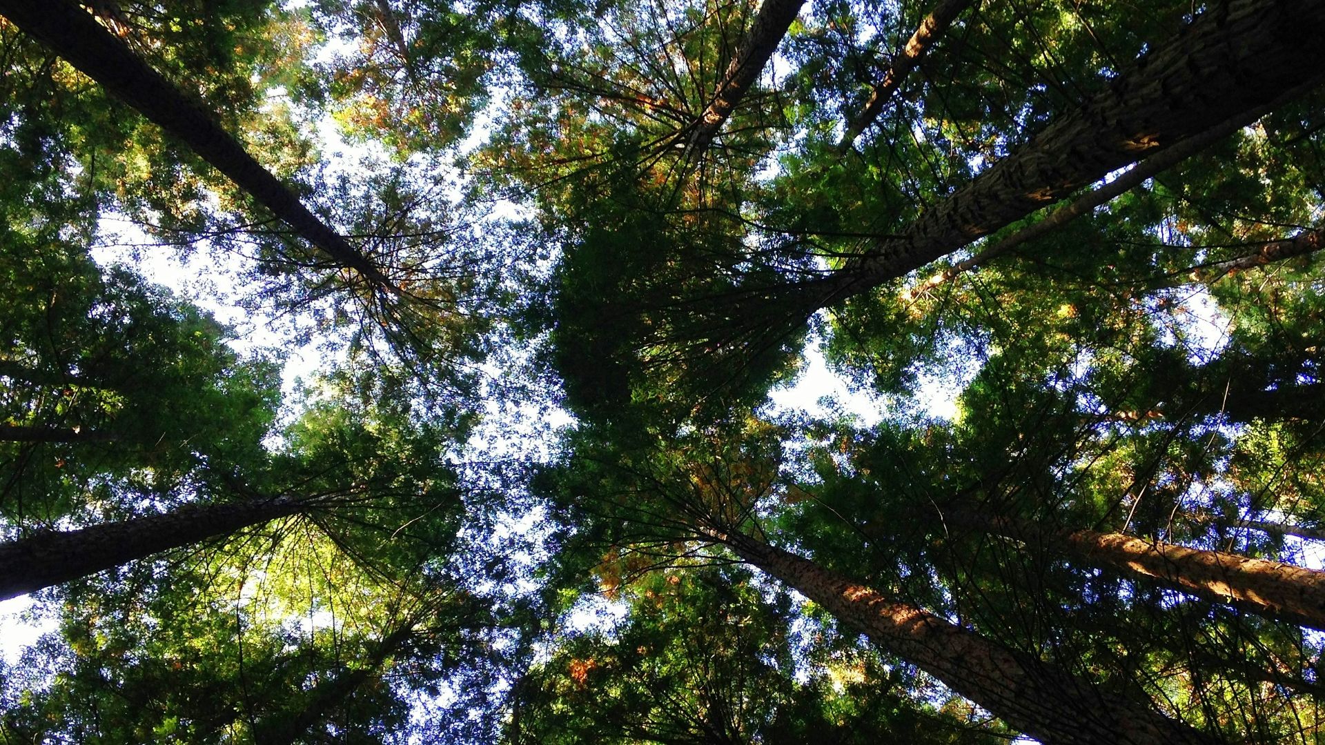 low-angle photography of tall tress during daytime