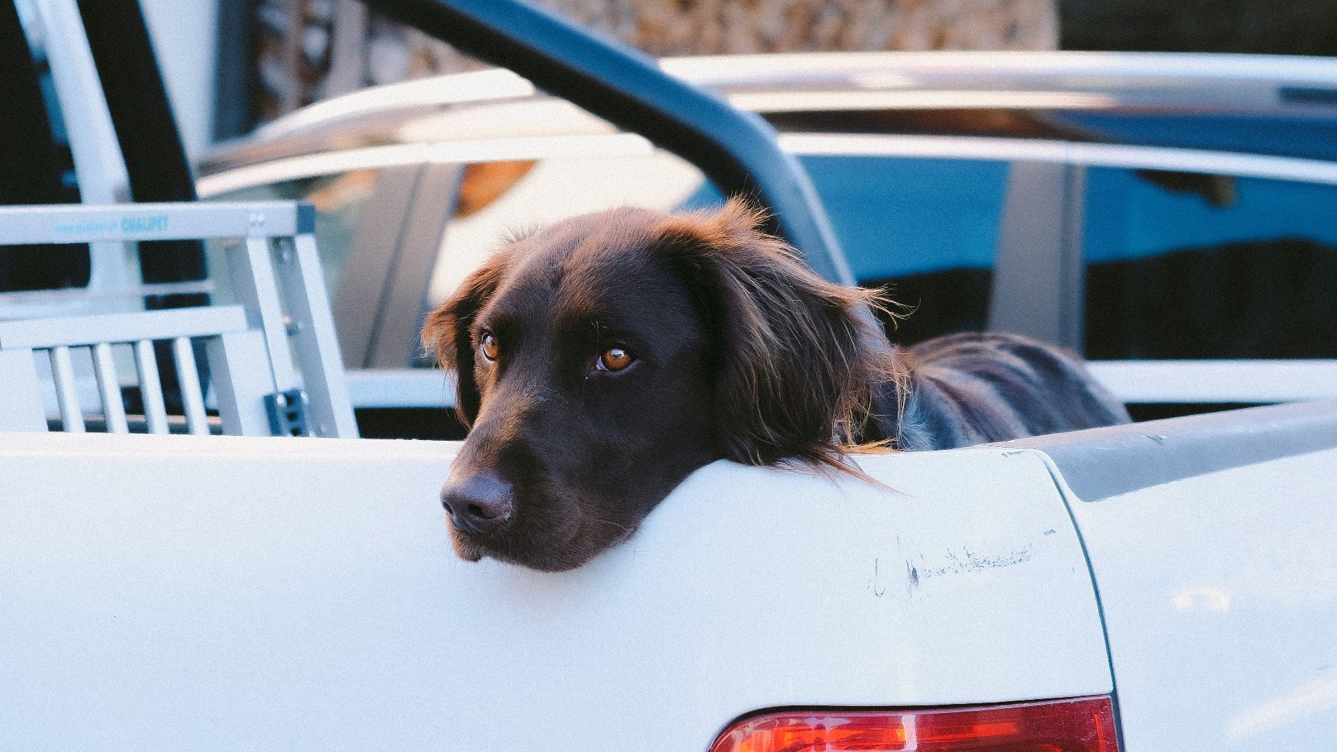 black labrador retriever in white car during daytime