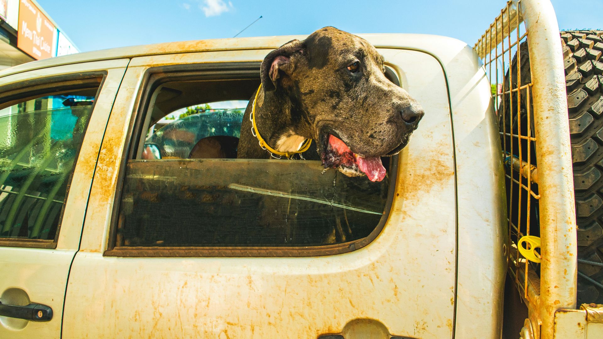 a dog sticking its head out the window of a truck