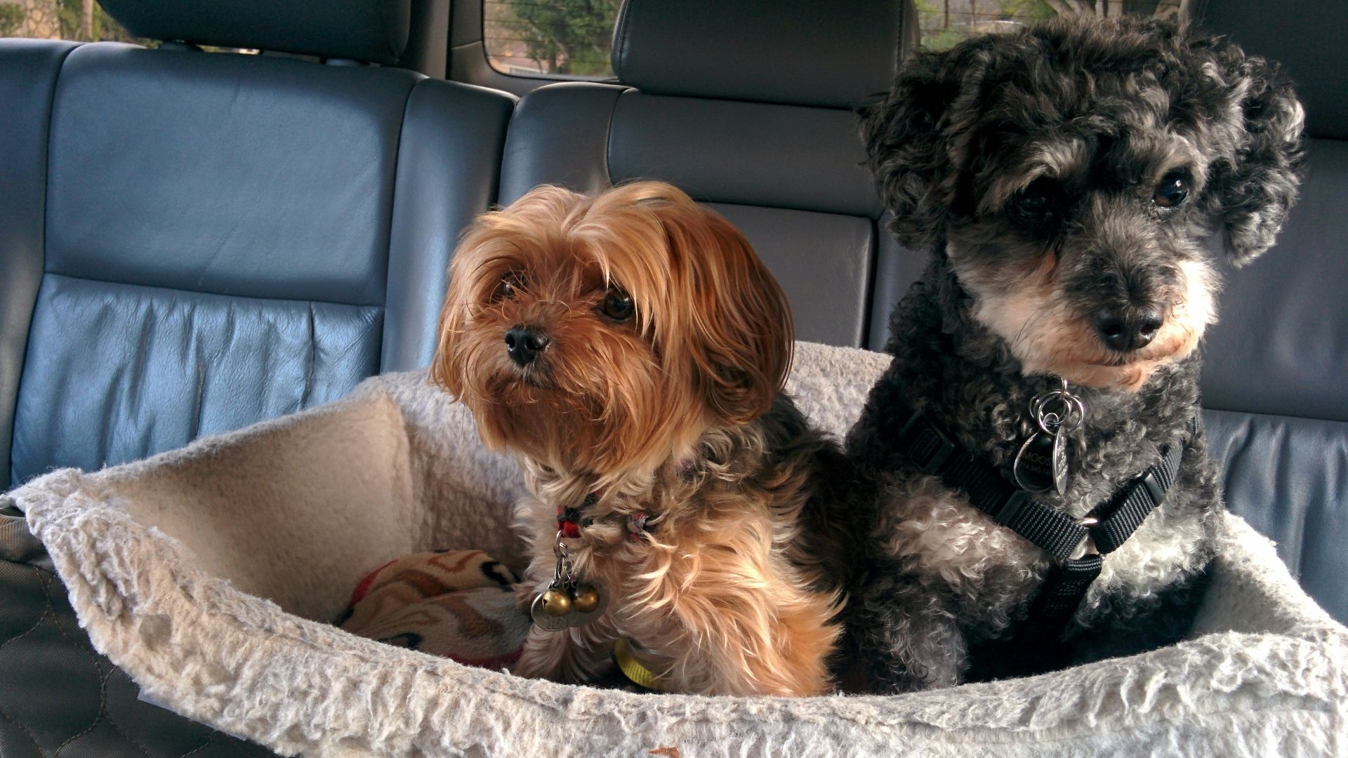 two dogs on pet bed in car
