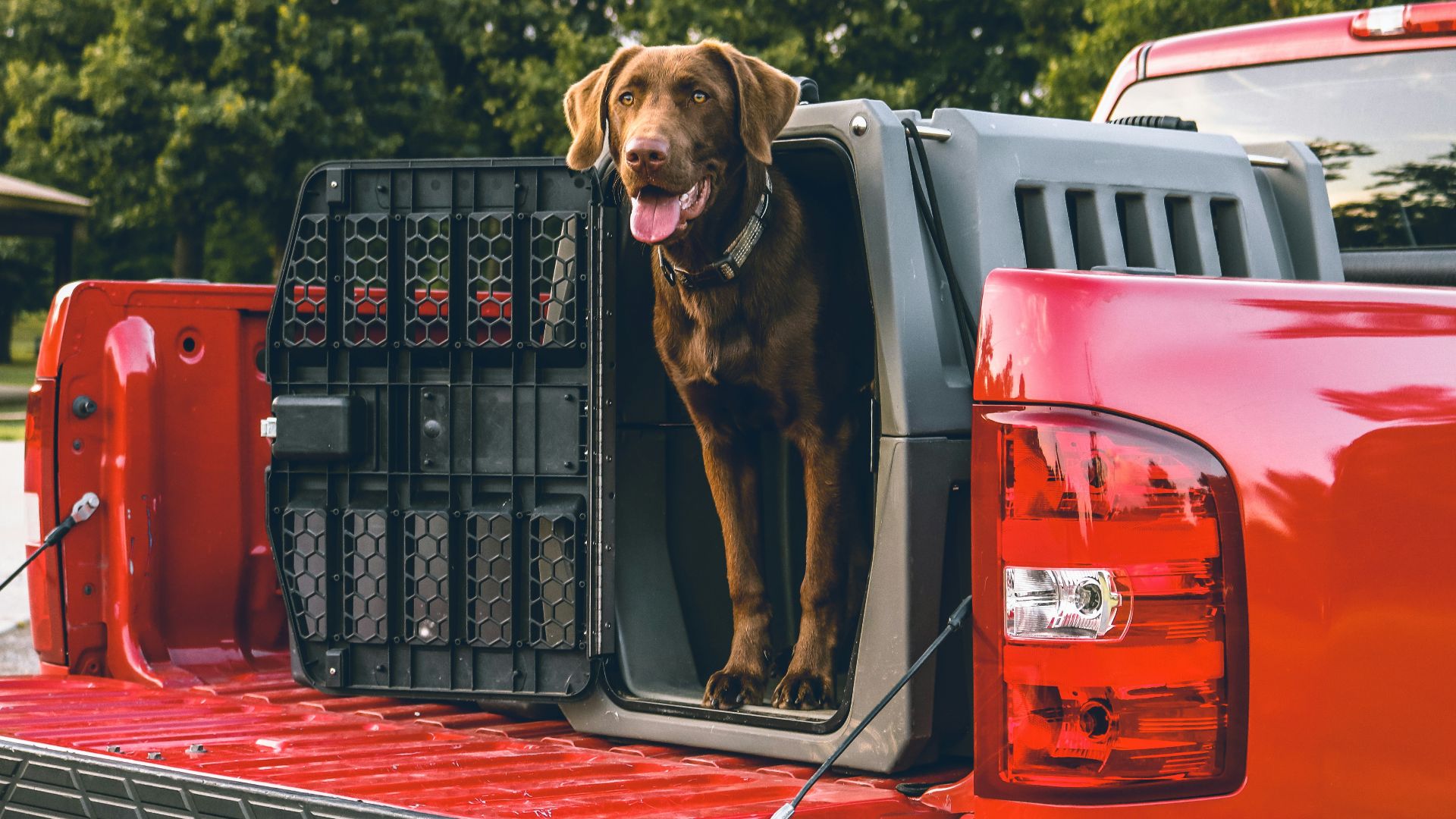 a dog sits in the back of a red truck