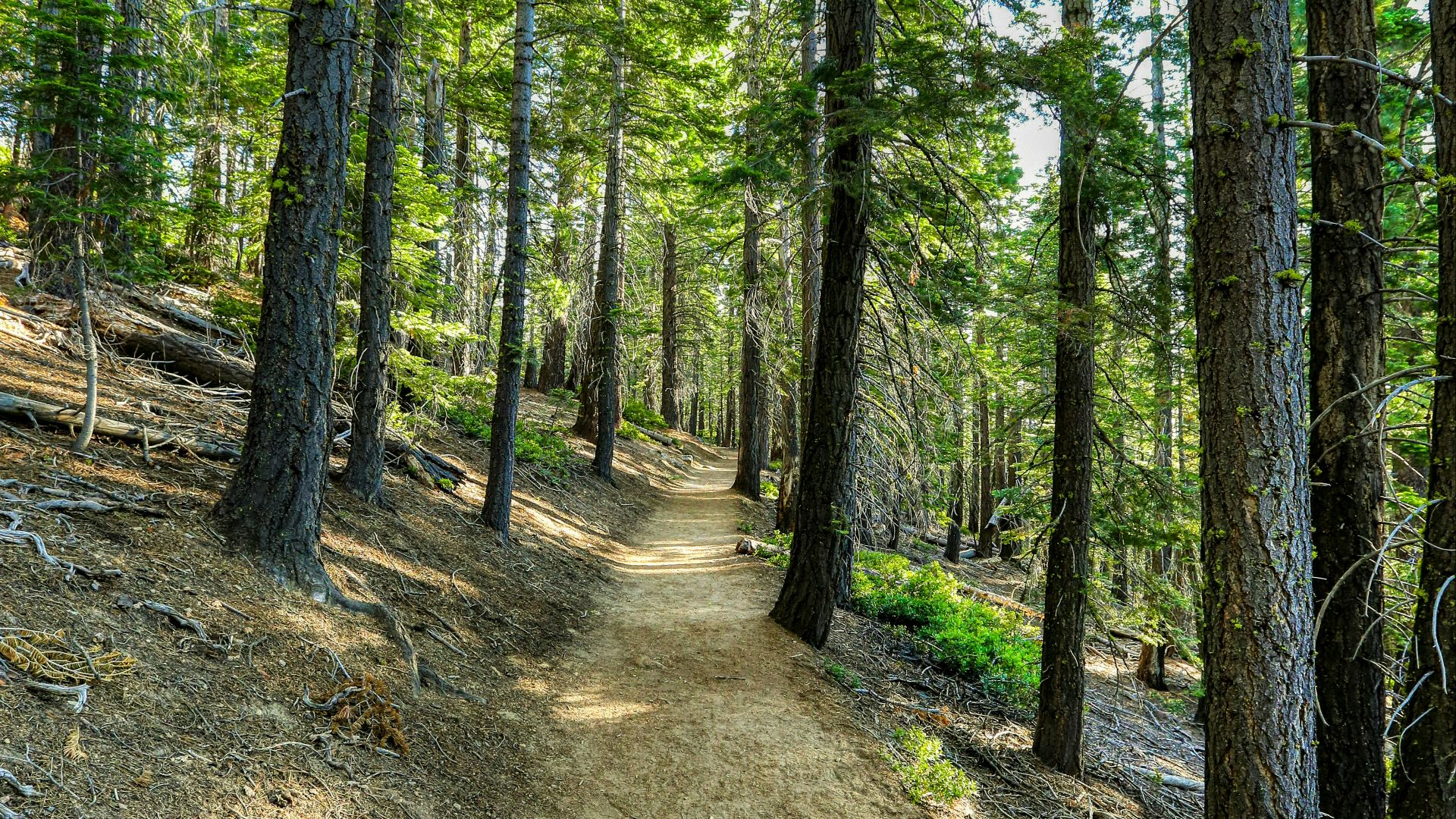 green trees on brown soil