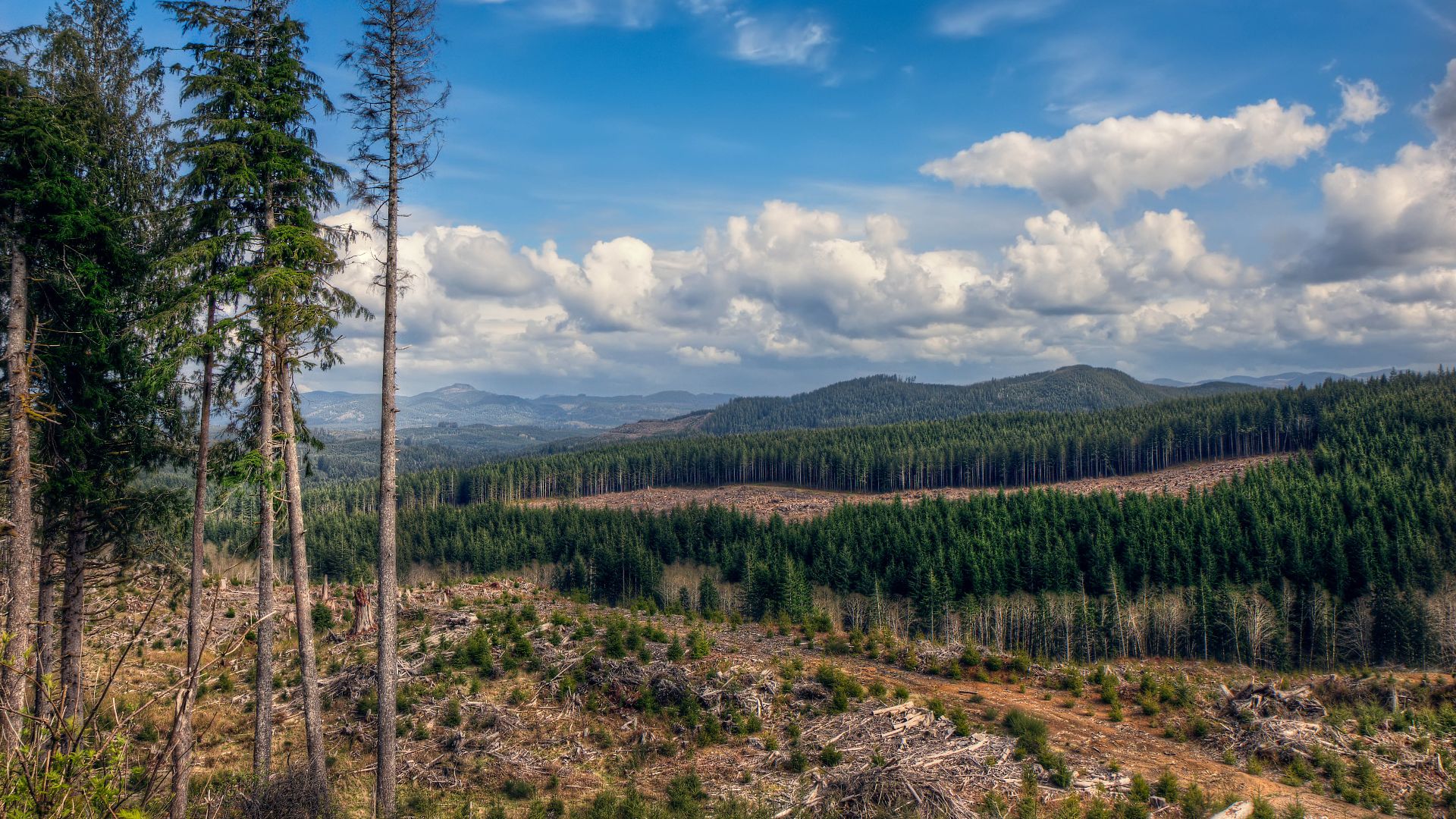 File:Tillamook forest.jpg