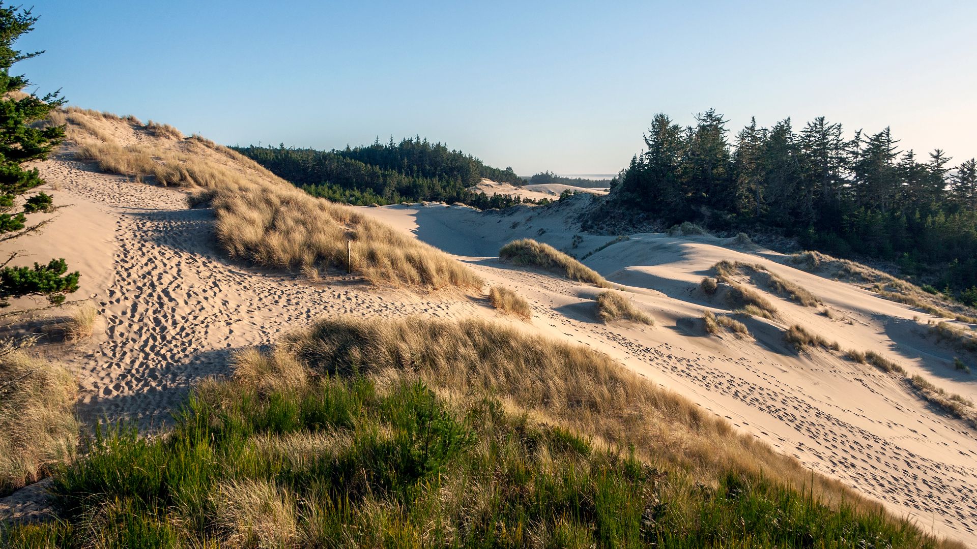 File:Oregon Dunes OR1.jpg