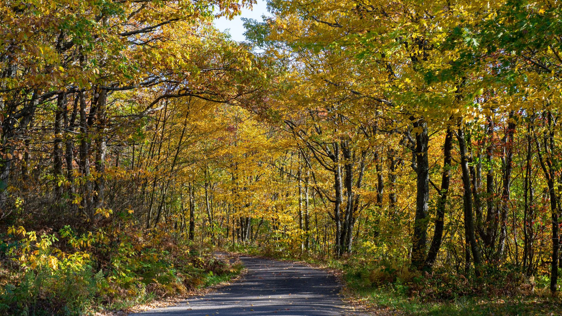 File:Fall colors at Allegheny National Forest 03.jpg