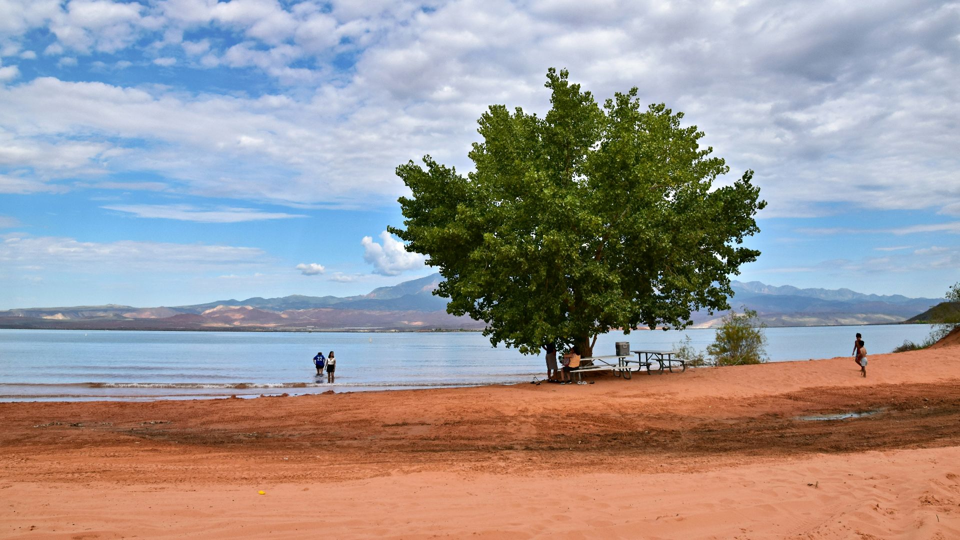 a large tree sitting on top of a sandy beach