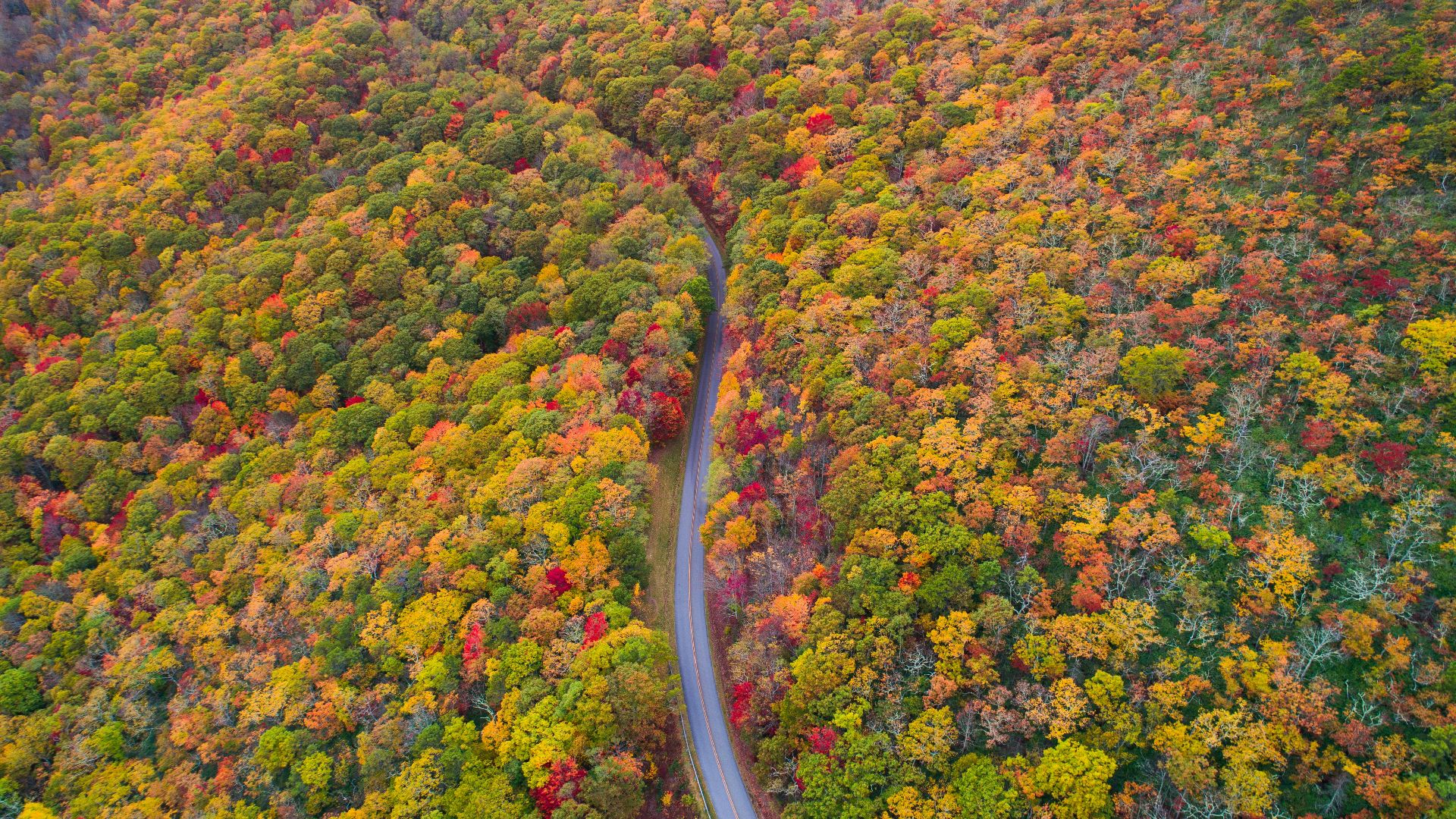 aerial photo of green, red, and yellow leafed trees at daytime