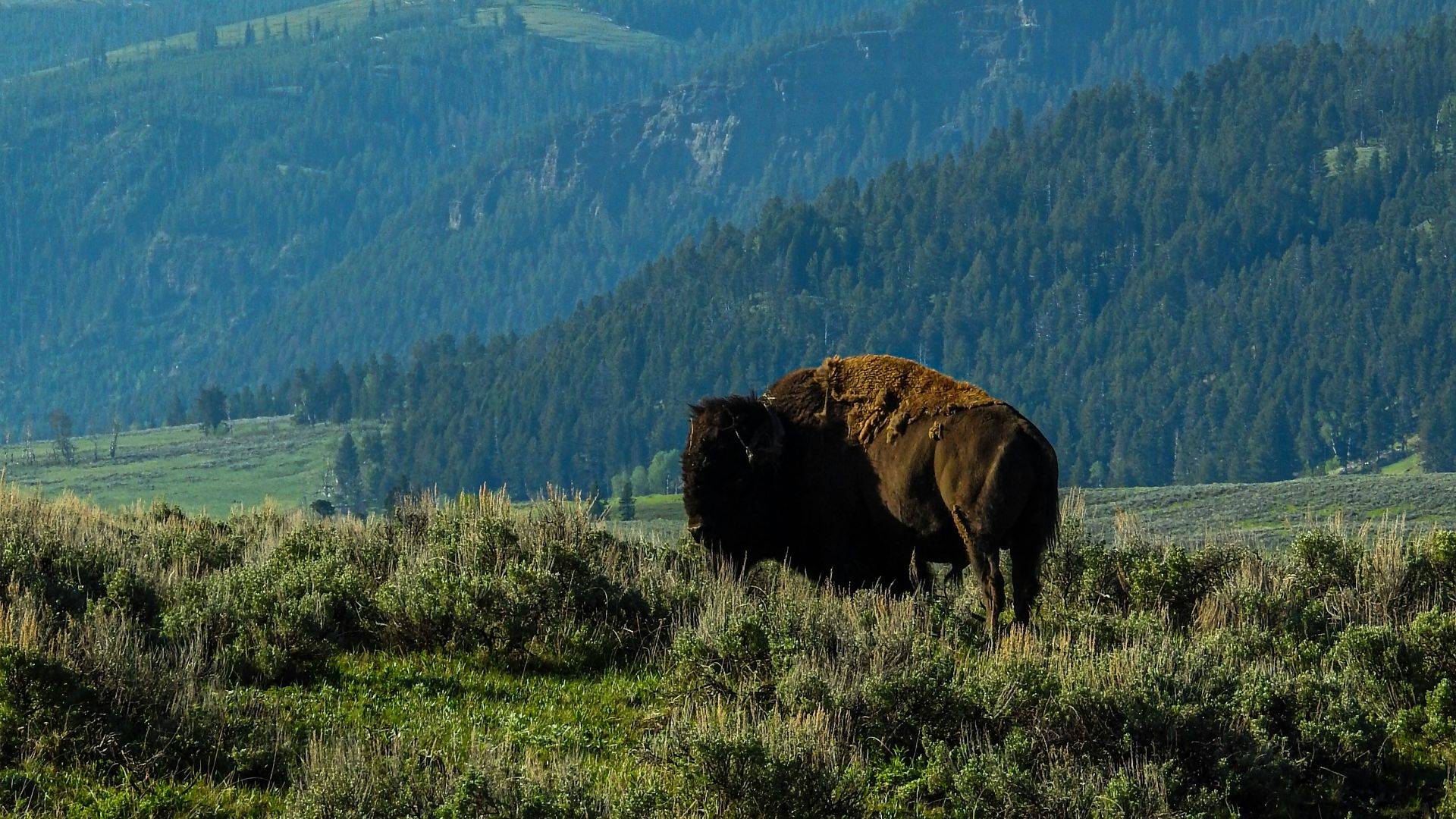 brown animal on green grass field during daytime