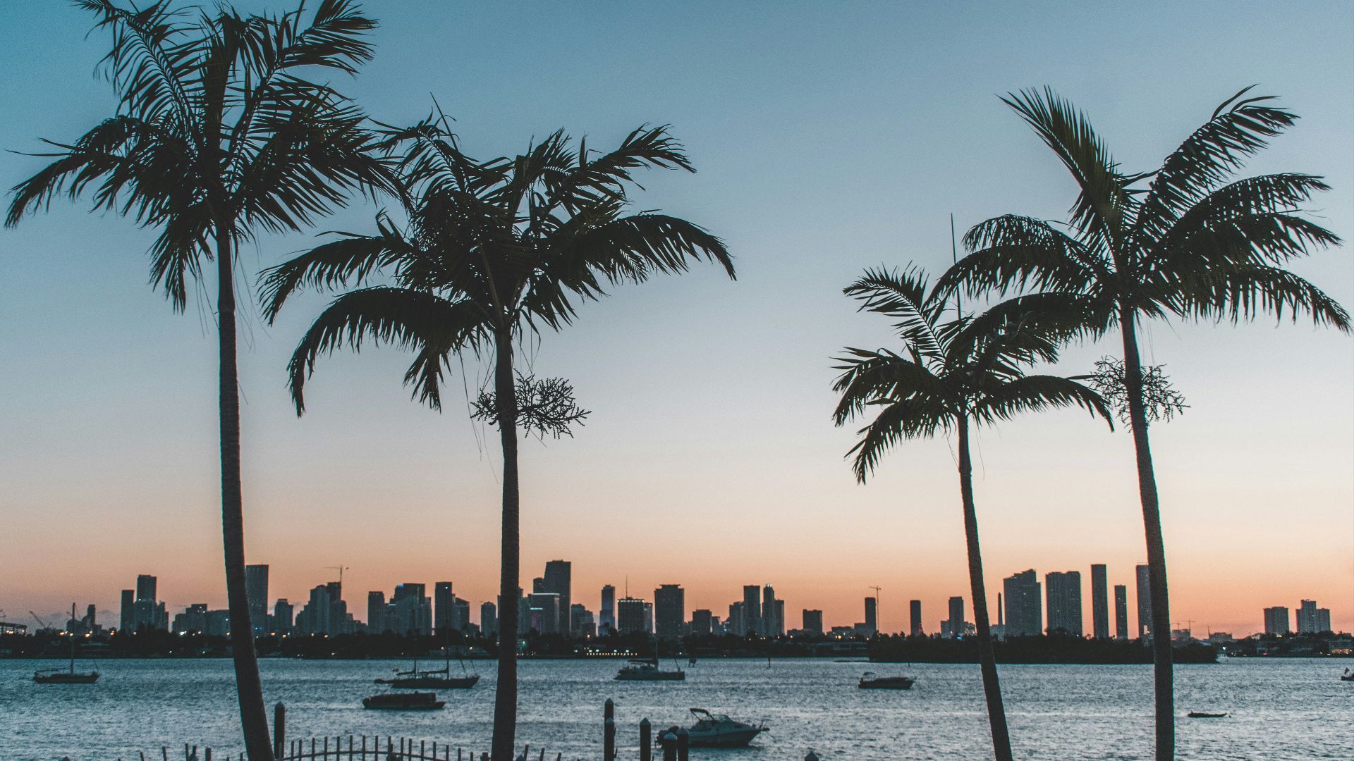 silhouette of palm trees near body of water during sunset