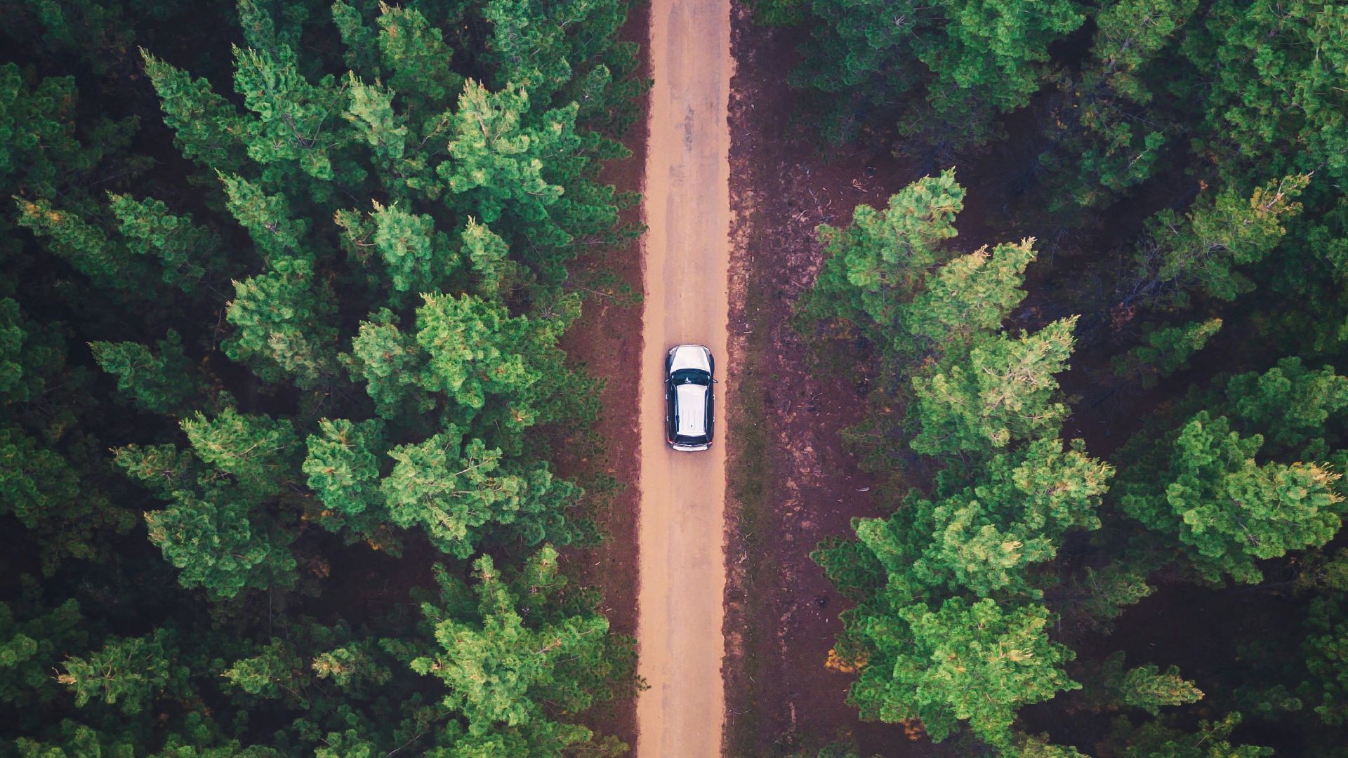vehicle on road between trees