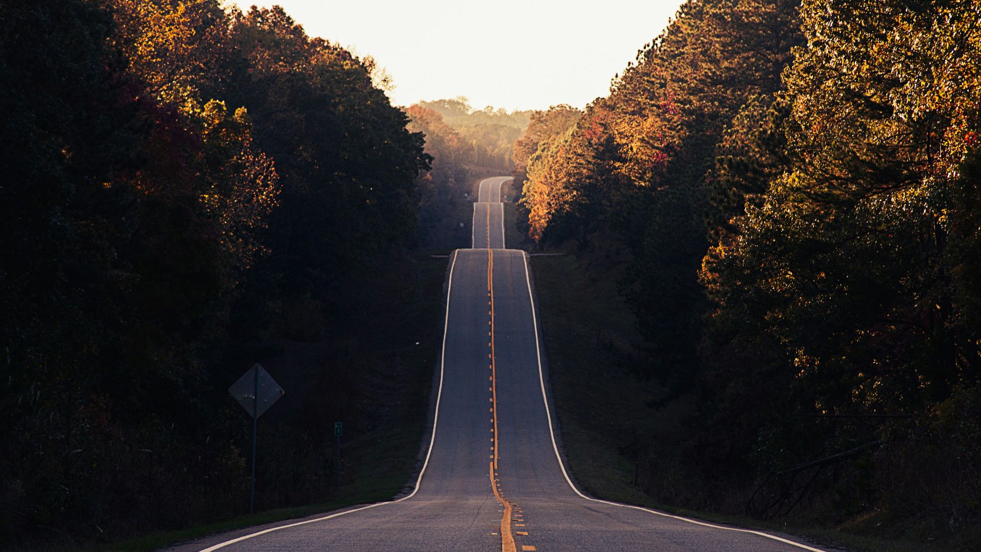 asphalt road between trees
