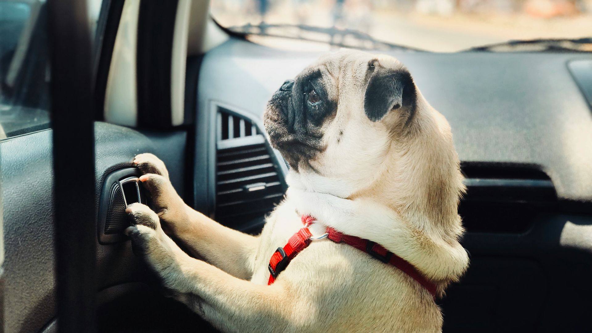 fawn pug inside vehicle