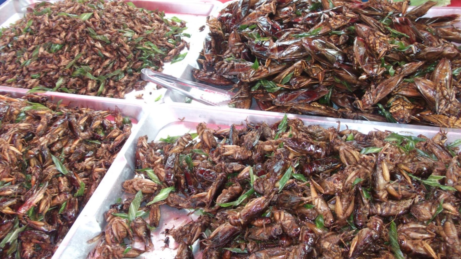 File:Fried Lethocerus Indicus in Thailand market.jpg