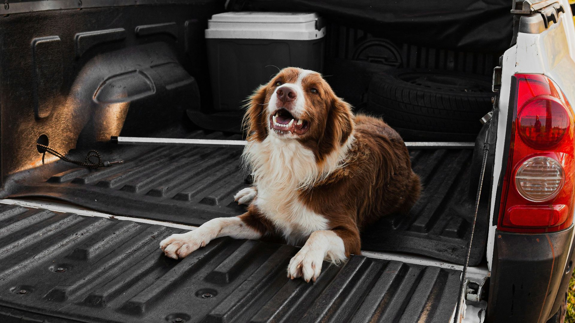 brown and white long coated dog sitting on black car