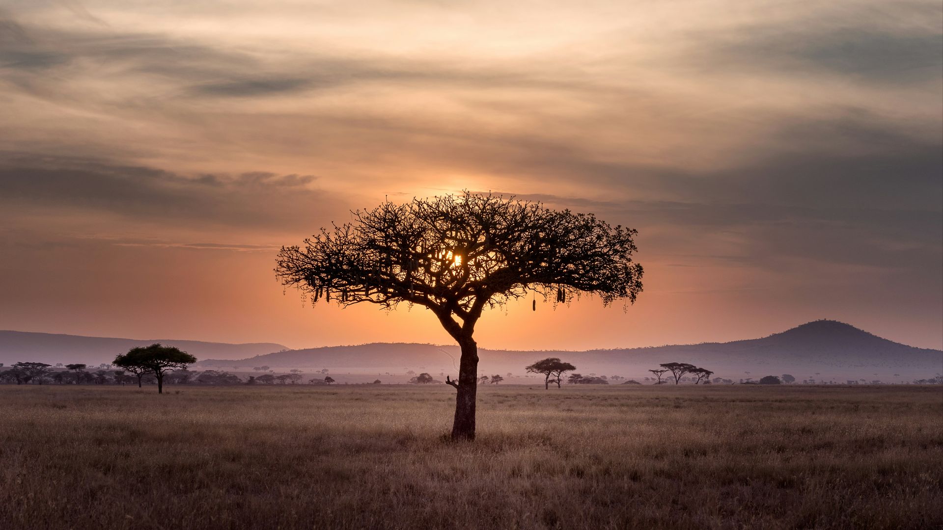 brown tree on surrounded by brown grass during golden hour