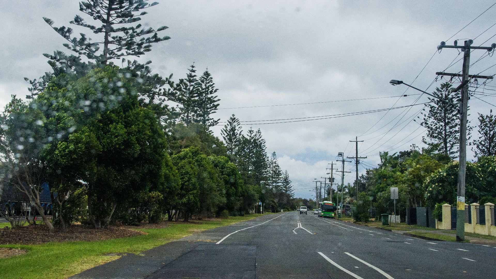 File:Araucaria heterophylla Golden Four Drive Bilinga IMGP0842.jpg