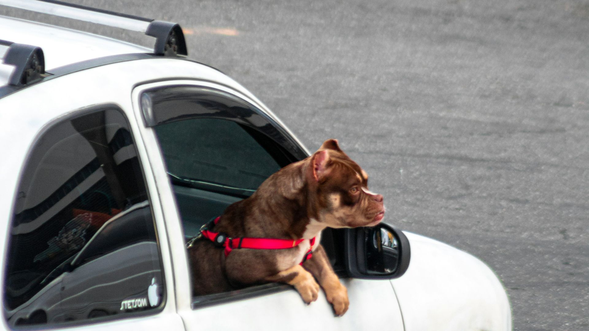 a cat sitting on the hood of a car