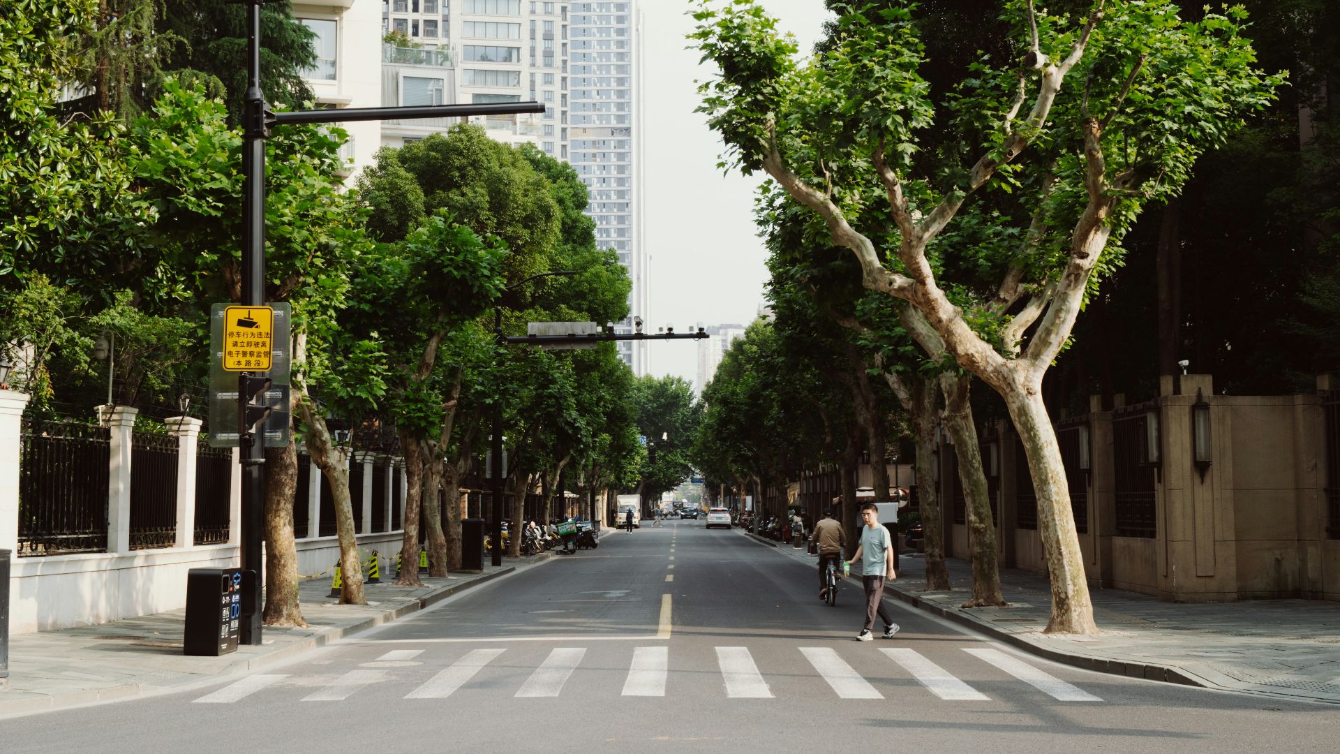 A tree-lined street leads towards skyscrapers.