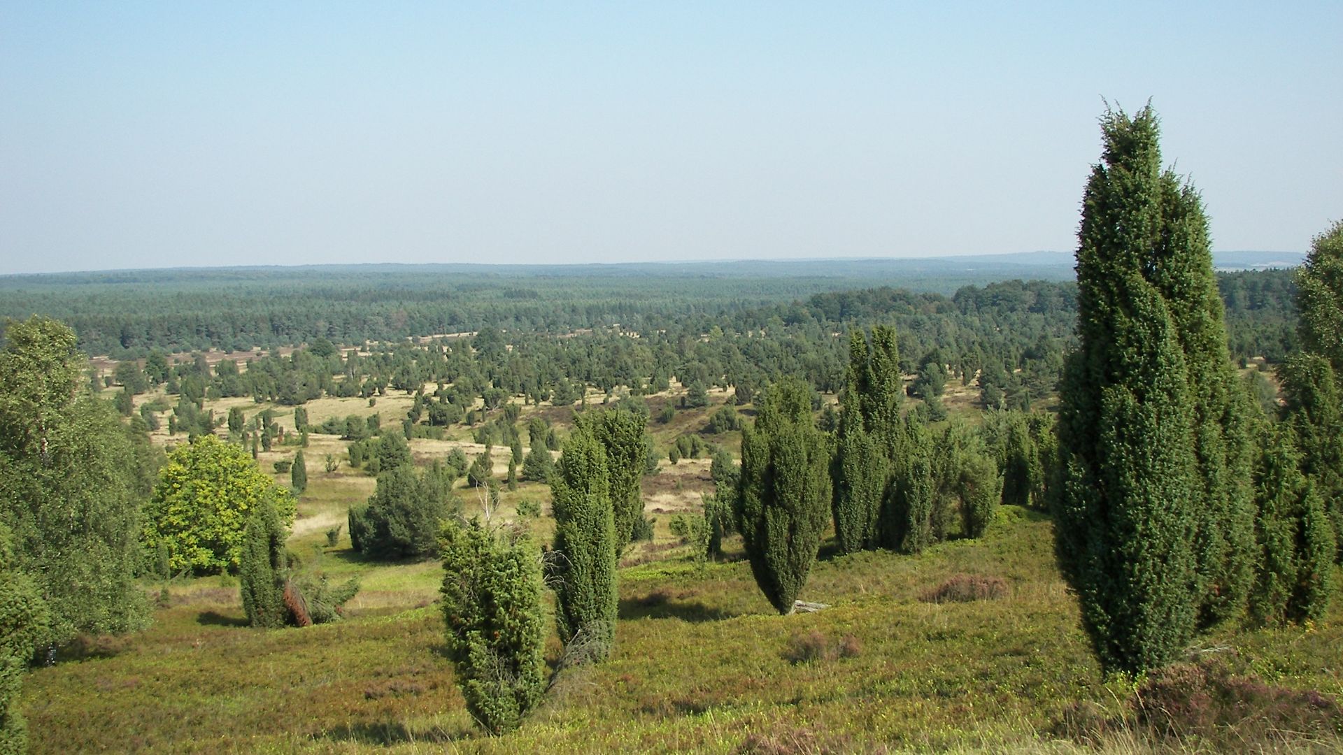 File:Lüneburger Heide 007.jpg