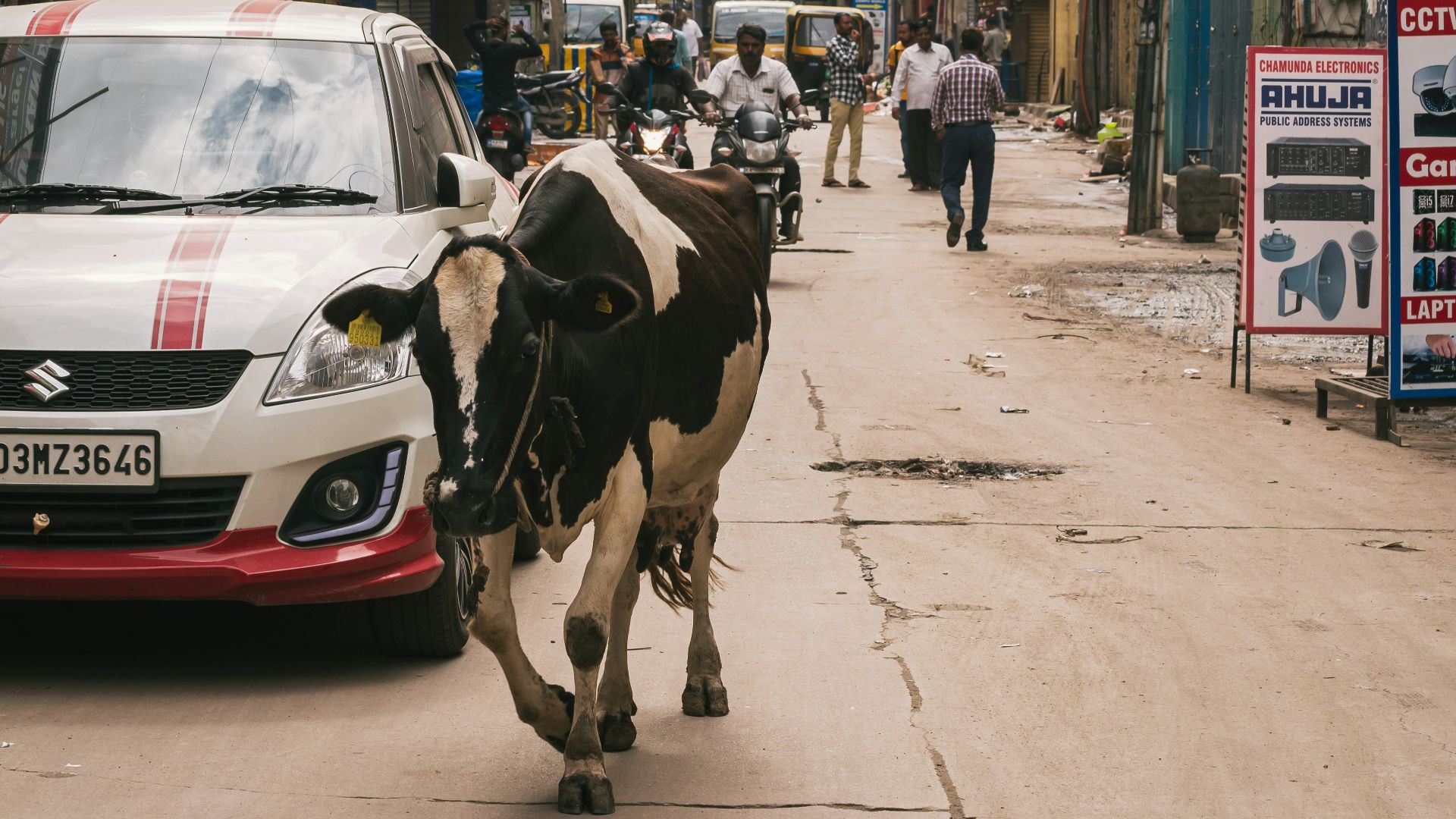 a cow walking down a street next to a car