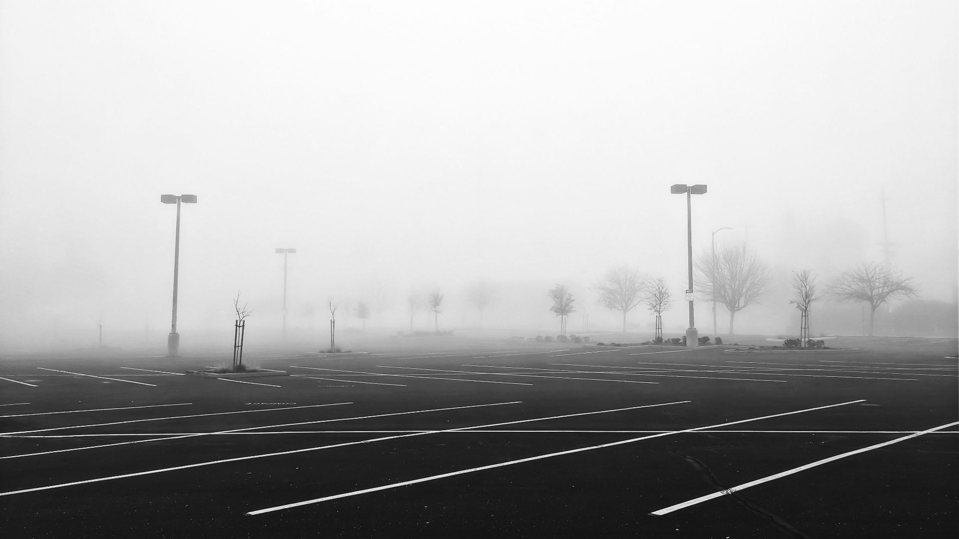 grayscale photography of road near trees